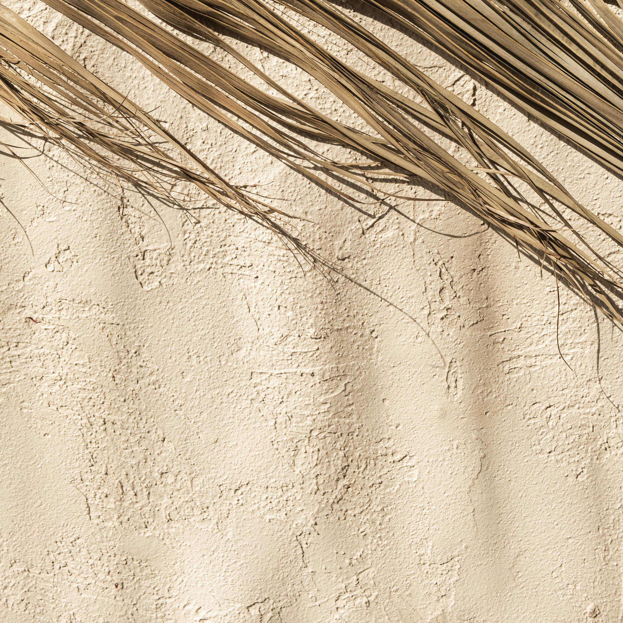 Dry Palm Branch on Concrete Wall Background